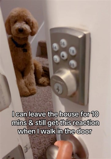 Excited Dog's Overjoyed Reaction to Owner Returning