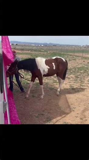 #filly #desensitize #fun #horsetraining #cute #paint #tarps #noodle #obstacles