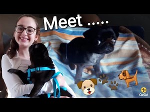 INTRODUCING my PUPPY !!!