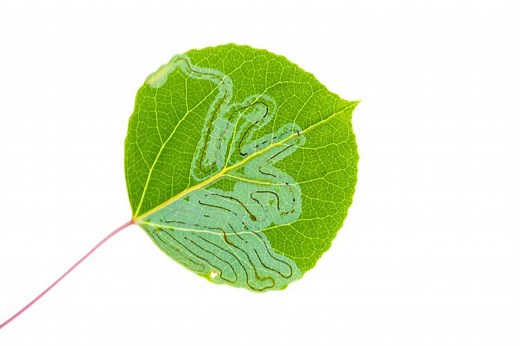 7 Ways to Get Rid of Leaf Miners (Solved!)