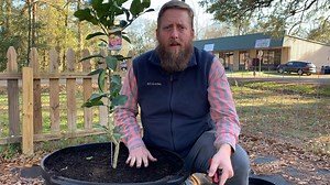 6.8K views · 225 reactions | LSU AgCenter horticulture agent Will Afton demonstrates how to plant citrus trees in large containers. View the LSU AgCenter Louisiana Home Citrus Guide for more: https://bit.ly/LouisianaHomeCitrusProduction | LSU AgCenter | Facebook