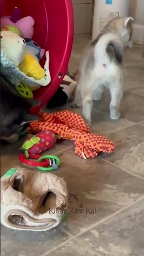 Alaskan Klee Kai Puppies Playtime