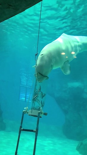 #______shark #_shark #America #atlantic ocean #blueshark #Christmas #deadshark #diving and shark #diving in sharks #diving shark #diving shark attack #diving sharks #diving with shark #dolphin #fish shark #fish shark attack #fish shark game #fish shark in aquarium #fish shark tales #fish shark tank #fish shark videos #fishing a shark #fishing shark #fishing shark bite #fishing shark videos #fishing the shark #foryou #foryoupage #fyp #giant ocean monsters #giant shark in the ocean #great white sh