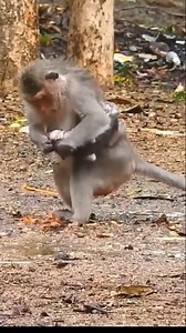 Emotional Scene Unfolds as Baby Monkey Is Denied Milk by Mother in the Wild💖🌿 #baby #NewsUpdate #monkey #Very #reels #Leo #newborn #cute #milkyway #crying | Monkey Soo