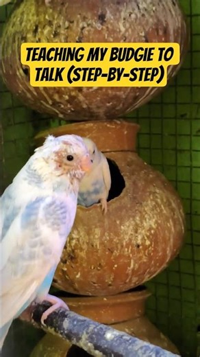 Teaching My Budgie to Talk (Step by Step) - CBW Amusement