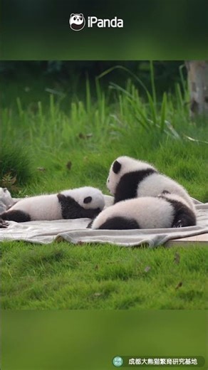 Tiny Panda, Cuddle Up | iPanda #shorts