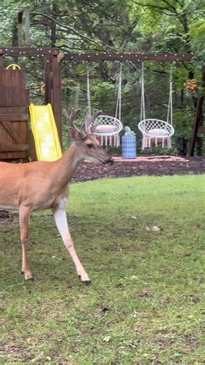 6.6K views · 781 reactions | At 1 year Graham is a 7 point and Nibbles is an 8 point One of Grahams nibs fell off, I guess that easily happen while they are growing, pretty impressive racks for yearlings #trails #hiking #Cats #Dogs #HikingWithCats #ASMR #Animals #GoldenRetriever #HikingWithDogs #deer #Nature #thedodo #funny #fyp #foryou #friends#asmrsounds #asmrfood #fyp | Brown Hiking Trails | Facebook