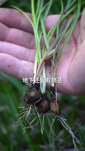 Identify & Eat This Wild Garlic Lookalike Plant