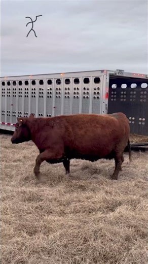 Bieber Belga arrives at Butler Farms December 21, 2025