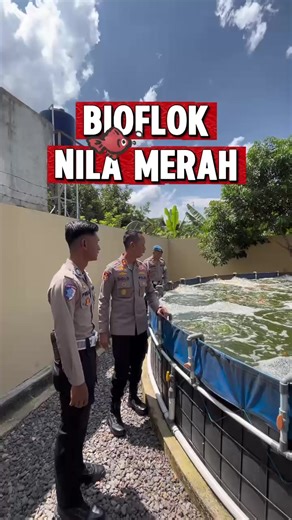 Panen Ikan Nila Merah Bioflok di Polres Banjar