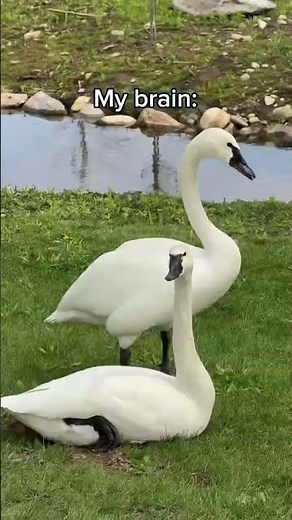 For my bachelorette party, we went to ripley_ducks and I had the best time!! They have so many wild