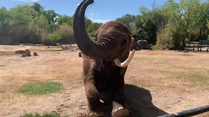 Happy World Elephant Day! 🐘 Meet Tembo, CPZ’s 46 year old African savannah elephant! Tembo is cared for under protected contact which means voluntary training sessions are very important for her care. Behaviors like “stretch”, “lay down”, and “sit” are a great form of exercise, especially for geriatric animals like Tembo. These behaviors help keep Tembo in great shape. Check out the video to see animal care staff asking Tembo to stretch, lay down, and sit! | Cameron Park Zoo