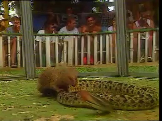 Anaconda vs Mongoose - A real fight
