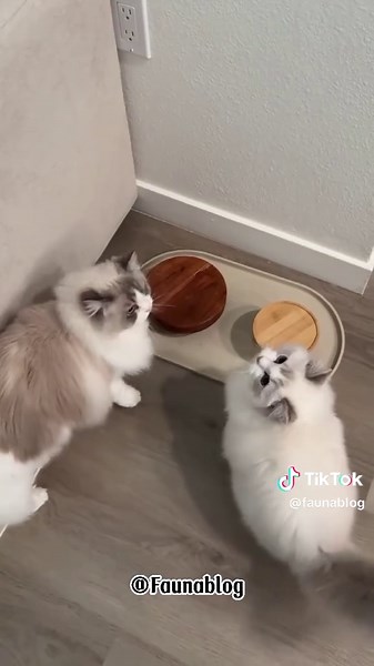 Discover the Beauty of Ragdoll Cats