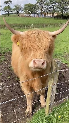 Scotland’s Furry Legend 🐮❄️ | Highland Cow Facts