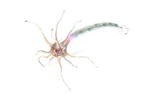 【心理学】《MyPsychLab》E03S09：神经元的结构【中英字幕】