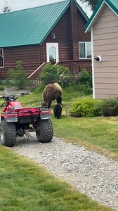 488K views · 17K reactions | Back yard brown bears!! A momma brown bears walked her cubs right through the yard. It’s always such a delight to see these guys! #Alaska #offgridliving #offgridlife #offgridhomestead #homestead #alaskalife #alaskaliving #montanaliving #wyominglife #grizzlybear | Brooke Bartleson | Facebook