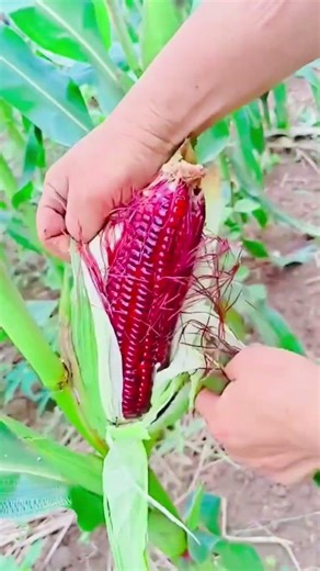 Vegetables #fruits #vegeta #garden #gardening #fruit #farming #vegetables
