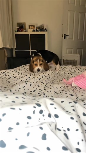 OLD VIDEOS OF KOKO TO BOOST YOUR MOOD ✨ Throwback fun with Koko! These adorable clips are guaranteed to lift your spirits and make you smile. 🐶💖 #Dog #DogsOfTikTok #DogTok #KokoTheDog #MoodBoost #CutePets #PetVibes #FunnyDogs #FeelGoodContent #FurryFriends | Beagle Sisters Kiki And Koko