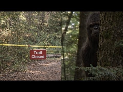 Yellowstone National Park rangers closed a trail after finding signs of Bigfoot