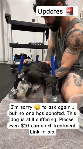 #SOS #UrgentHelp #SaveADog #EmergencyVet #DonateNow #AnimalRescue #DogRescue #HelpNow