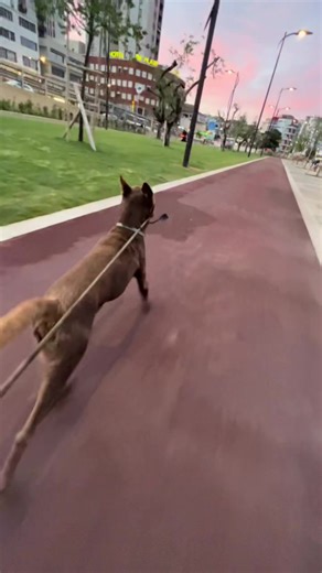 So much fun! #caneattore #skate #dogvideo #animallover #dogfunvideo