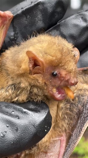 Paddy The Baddy was KO’d on Congress this morning, right in front of Patagonia. Good thing Hilary was in his corner! Bailey & Ben went inside to find a box to contain him. How random that Hilary just happened to be working! Love this town! . . #northernyellowbat #austinbats #dontprunepalmtrees | Austin Bat Refuge