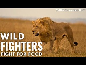 Wild Fighters: Fight For Life | National Geographic Hindi | Animal planet in hindi
