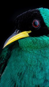 Sean Graesser on Instagram: "Is this a hummingbird or something else? Read to find out. I’m gonna be headed back to Costa Rica to do some student teaching and research scouting for @wildbirdresearch in March. This will be my first year back with a program I have been teaching with since 2013, so I’m excited to be able to introduce new students to the wonders of tropical research. The main focus of my studies has been Neotropical migrants in the past, but we always encounter resident species. Thi