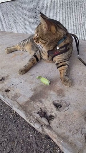 ソルジャー VS カマキリ #猫