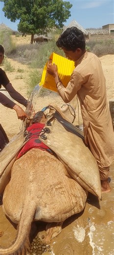 رجل يملأ إبريق ماء عندما يستيقظ.🐪