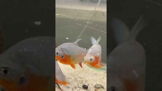 What feeding time looks like for a baby pacu?