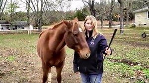 Discover the Quarter Pony in this video about the breed! Special thanks to Lindsey's Quarter Ponies & Doese Horsemanship | Discoverthehorse