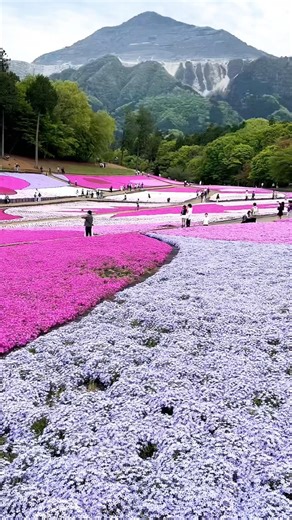 The moss phlox, which only appears in full bloom in spring, is at its best from mid-April to earl...
