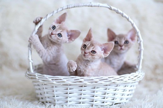 How Much Does a Devon Rex Cost? (2026 Price Guide)