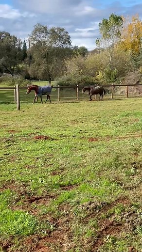 32 reactions · 3 comments | Beautiful day to splash around in the mud! Sigh, went out to take Herbie for a walk and these 3 goons managed to pry a gate open and bathe themselves in every wet puddle! | Lisa Martin | Facebook
