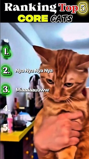 Top 5 Core Cats That Broke the Internet 😹 | Funniest Cat Moments Ever