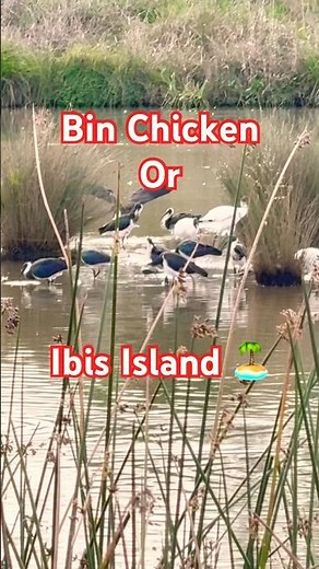 You won't believe the sound this bird makes! 😳 #birdsounds #ibis #shorts