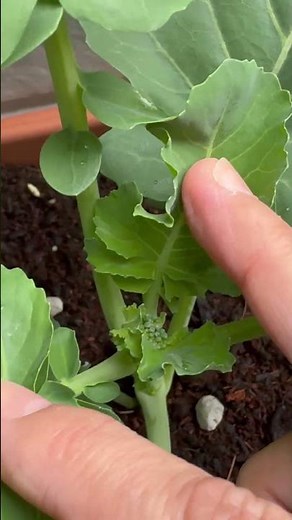 プランターで野菜作りを楽しんでます☺️初心者向けなのでいろいろ教えてください🙇‍♀️#家庭菜園 #野菜 #プランター栽培 #プランター菜園 #プランター野菜 #プランター#趣味#野菜作り