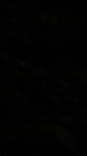 la violenza del bramito dei cervi trentini