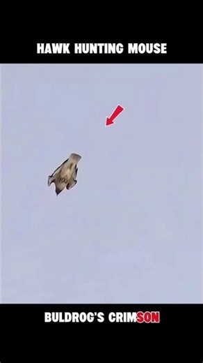 Hawk Spots a Mouse From the Sky… Perfect Strike! 🎯🦅