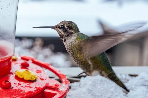 How To Feed Hummingbirds In Winter? 5 Things Worth Knowing – Hummingbirds Info