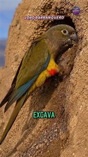 LORO BARRANQUERO #fypシ゚viral #sabiasque #datoscurisos
