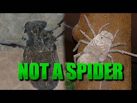 The Giant Spider That Never Existed | Megarachne servinei | Prehistory in the Dark