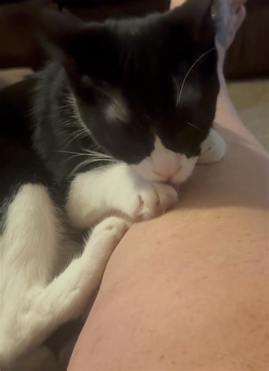 2.4K views · 81 reactions | Mars is settling in for a nap. While I recuperate from dinner. | DG HobbyFarm | Facebook