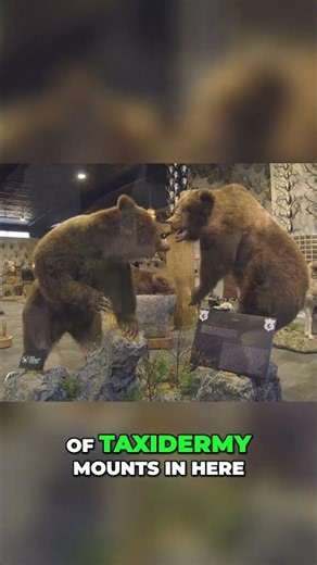Taxidermy Secrets: Uncovering the Wild Stories Behind Mounted Animals #shorts