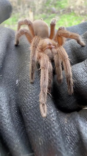Releasing an Australian Mallee Tarantula (Selenotholus sp.) aka - Kotzman🕷️ Greater Wentworth NSW, AUSTRALIA. #reels #spider #tarantula #reel #rescue #fauna #wildlife #conservation #spidersoftheworld #spidersofinstagram #instadaily #release #australia #nsw #outback #nature #spidersoftiktok #spiders