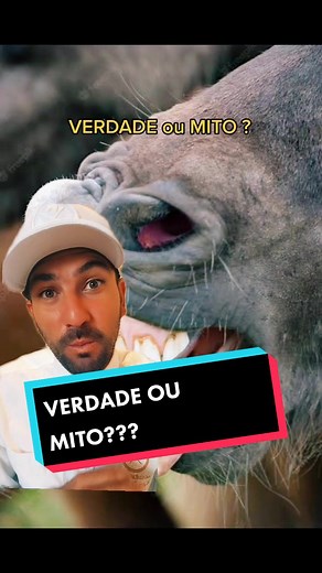 Verdade ou Mito: Cavalos Respiram Pela Boca? Nomes Bonitos para Cavalo Macho