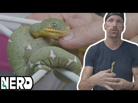 Arboreal Snake Care - Temps Humidity Feeding