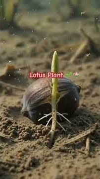 Amazing Water Growth! #bitetravel #shorts #youtubeshorts #viral #lotus #flowers